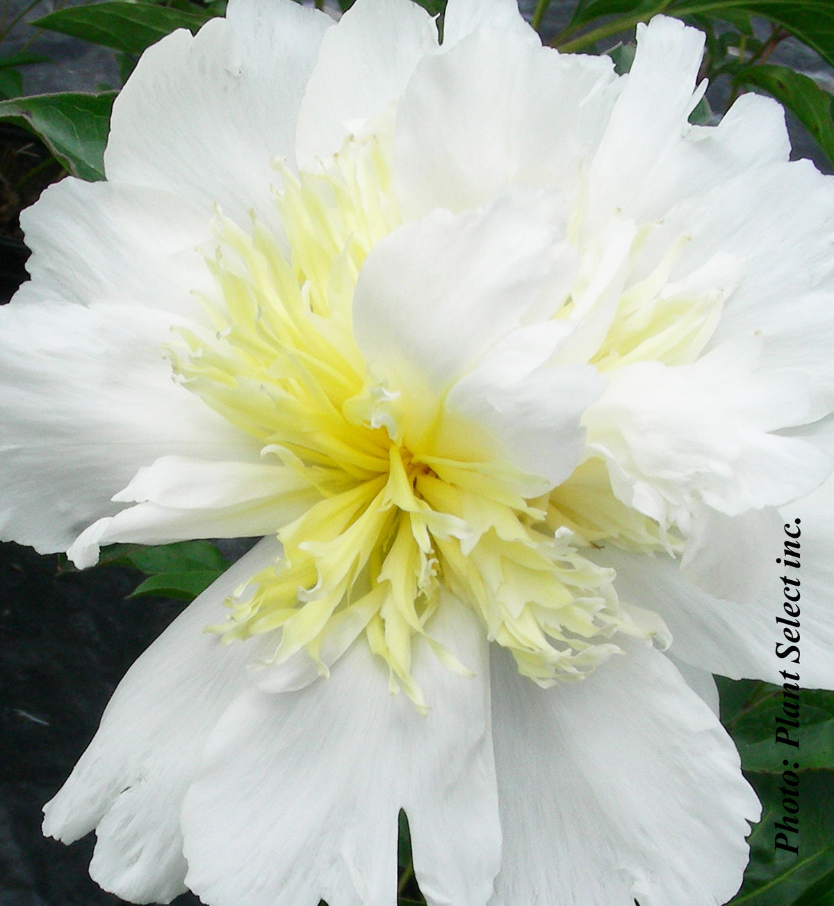 Pivoine ‘Top Brass’ — Paeonia lactiflora