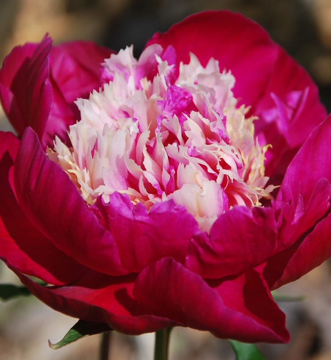 Paeonia 'White Cap'