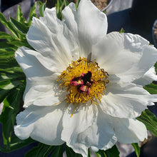 Paeonia lactiflora 'White Wings'