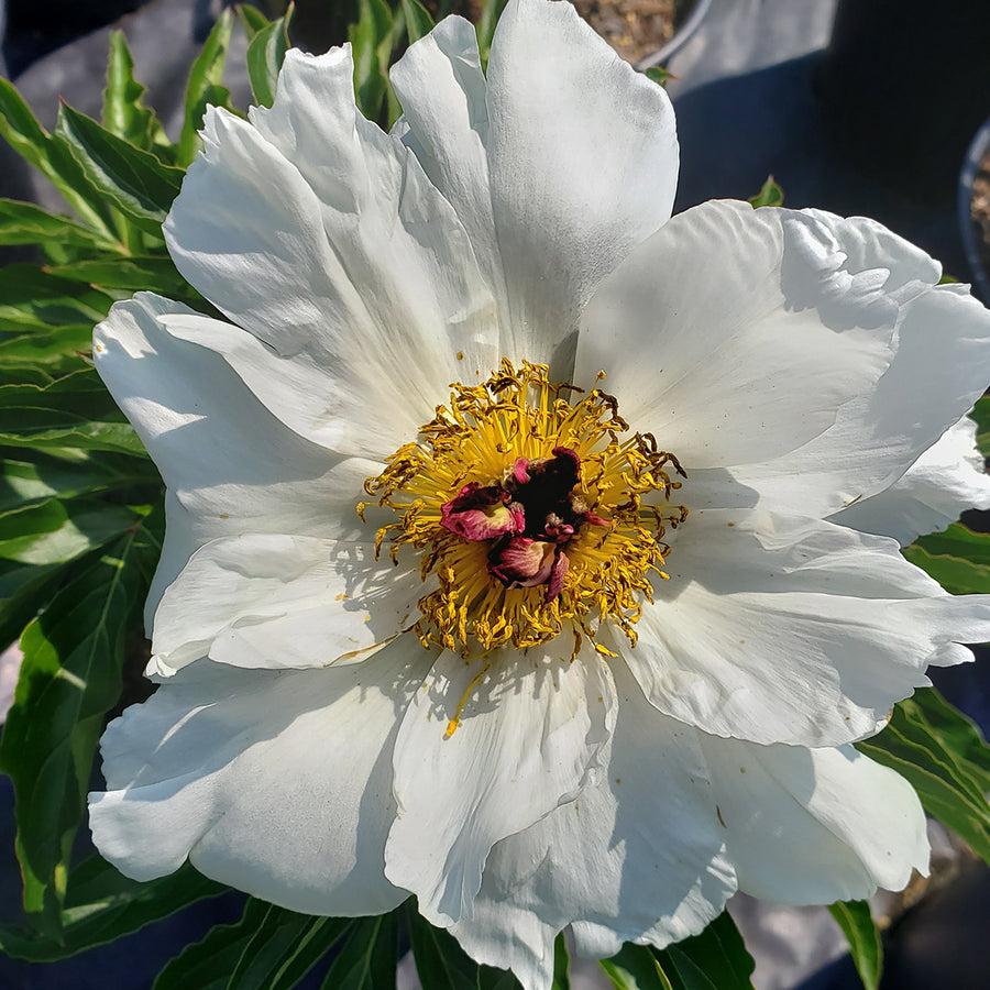 Paeonia lactiflora 'White Wings'