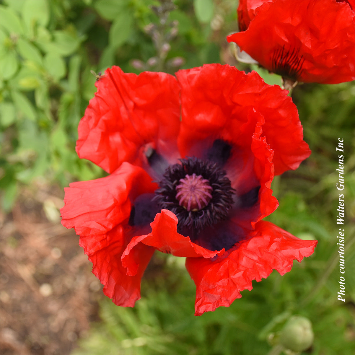 Oriental Papaver 'Beauty of Livermere'