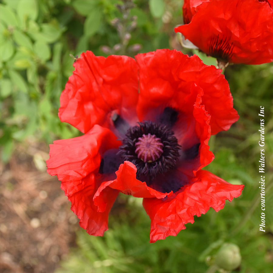 Oriental Papaver 'Beauty of Livermere'