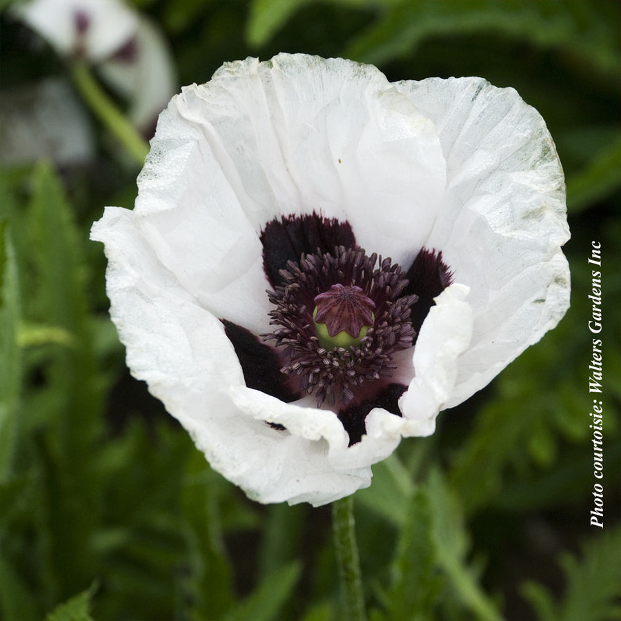 Oriental Papaver 'Royal Wedding'