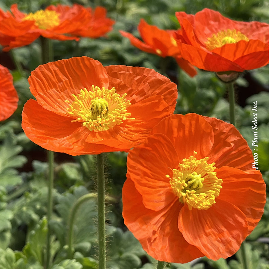 Papaver nudicaule 'Spring Fever Orange'