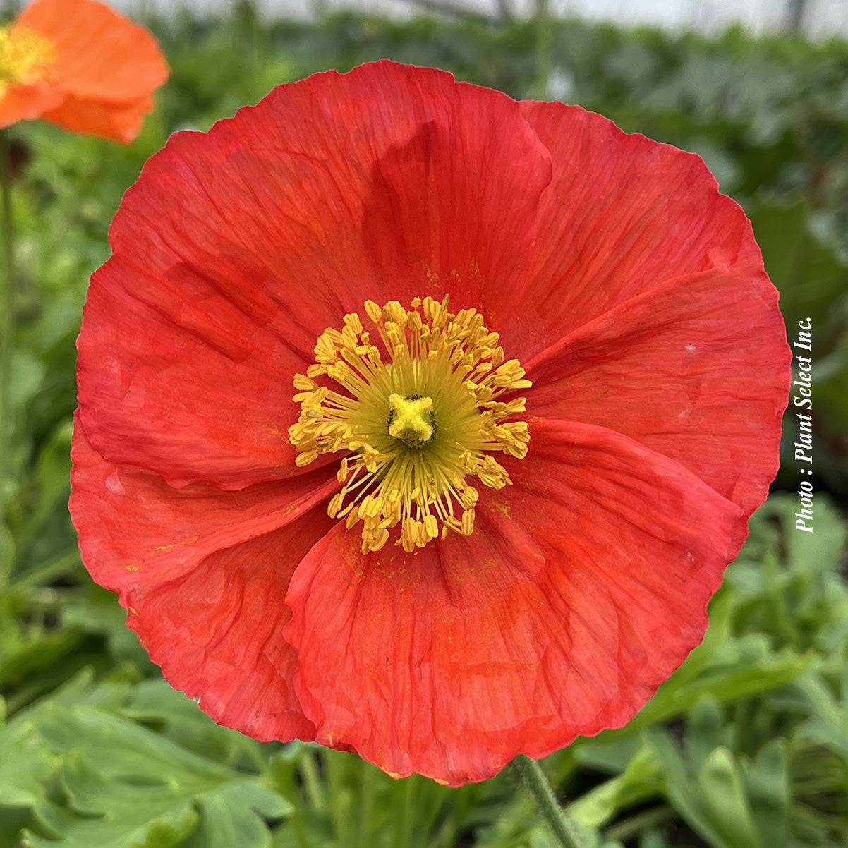 Papaver nudicaule 'Spring Fever Red'