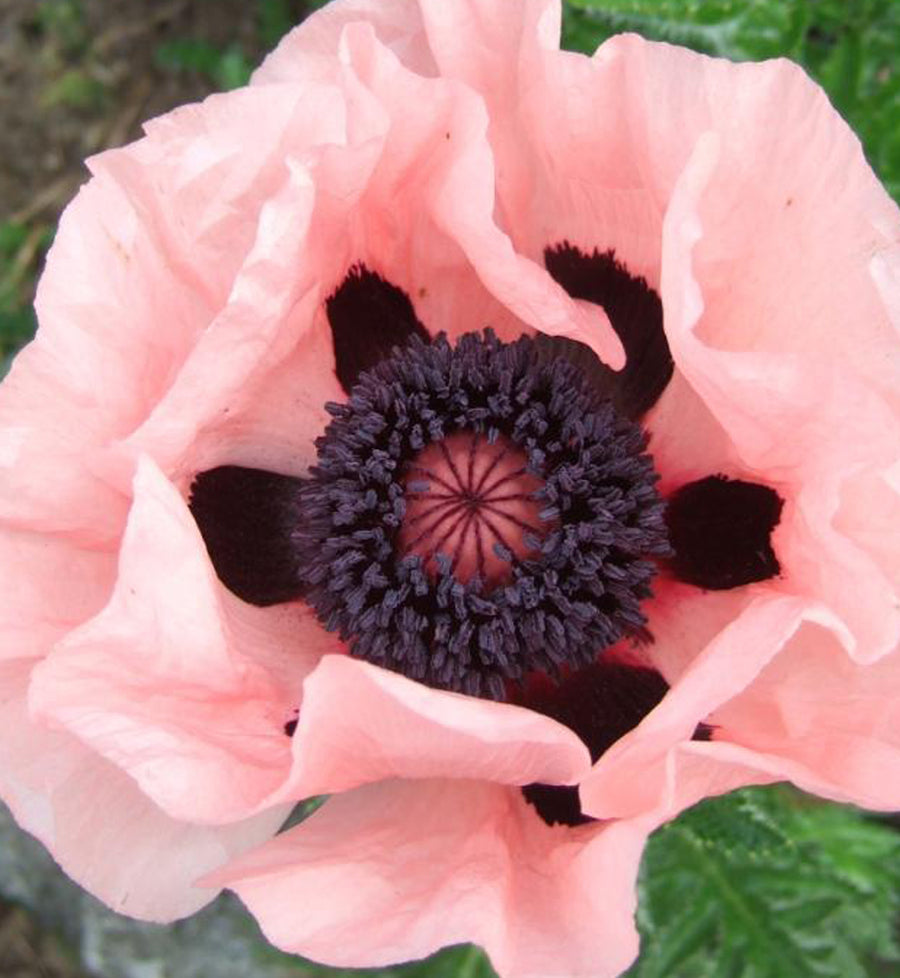 Papaver orientale 'Princess Victoria Louise'