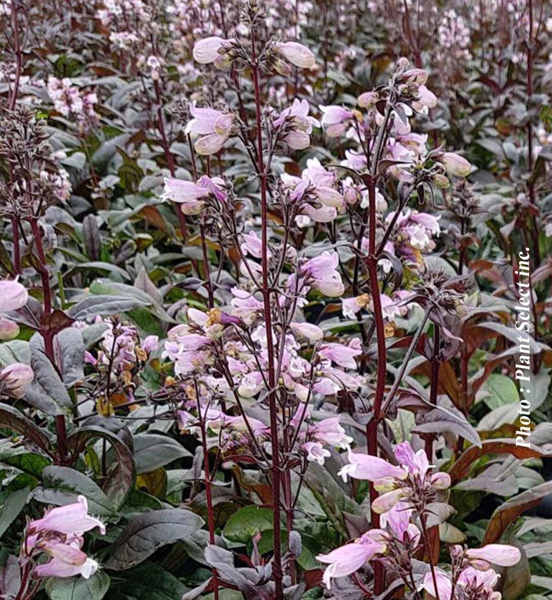 Penstemon 'Blackbeard'