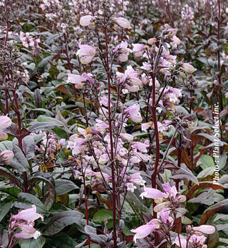 Penstémon ‘Blackbeard’ — Penstemon
