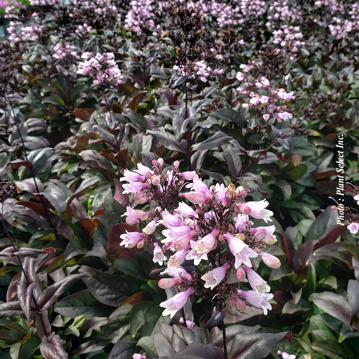 Penstemon 'Dakota Burgundy'