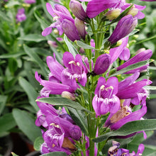 Penstemon 'Delfts Blue Riding Hood'
