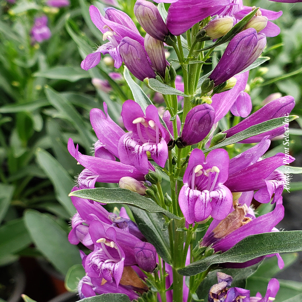 Penstemon 'Delfts Blue Riding Hood'