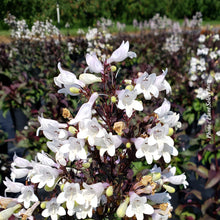 Penstemon digitalis 'Onyx and Pearls'