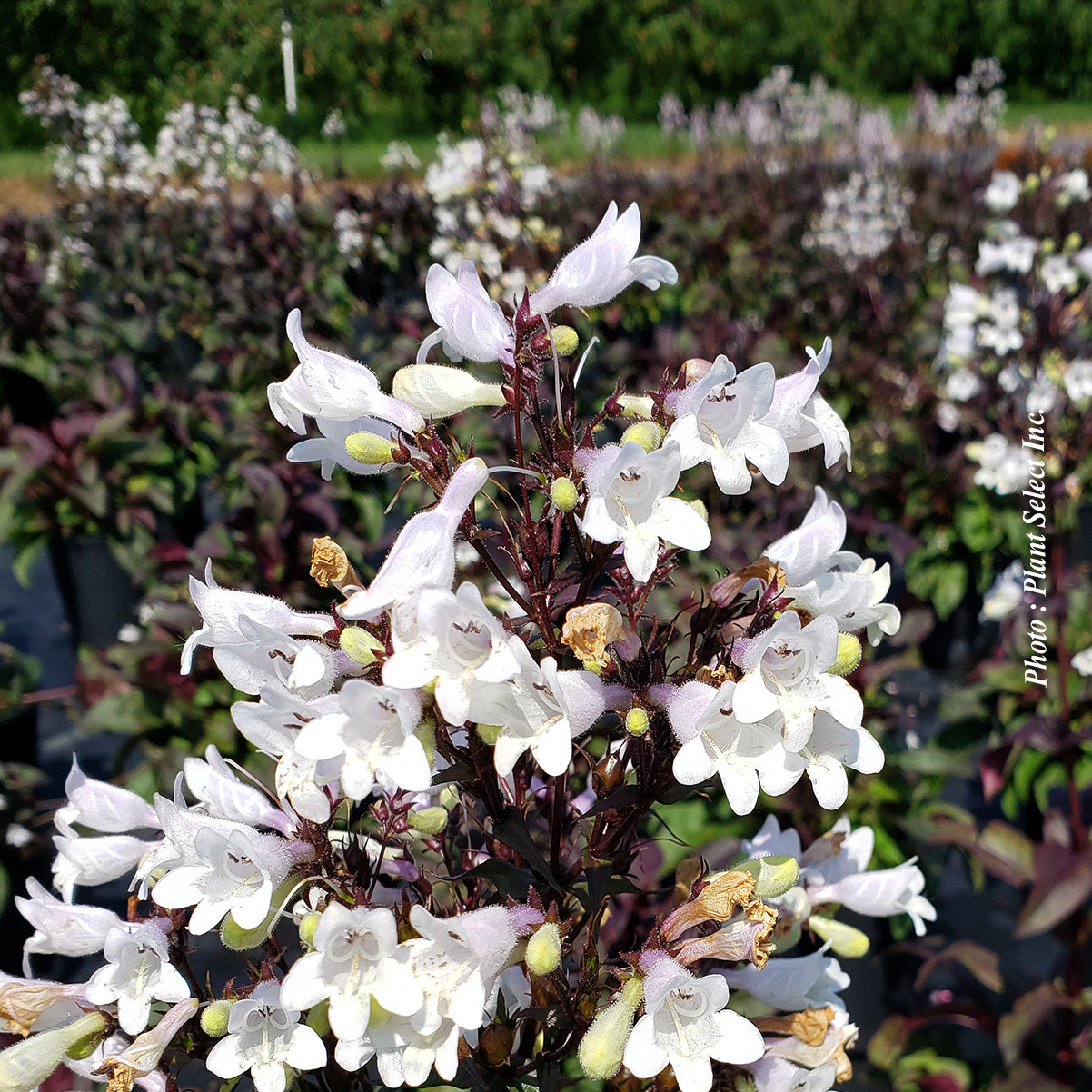 Penstemon digitalis 'Onyx and Pearls'