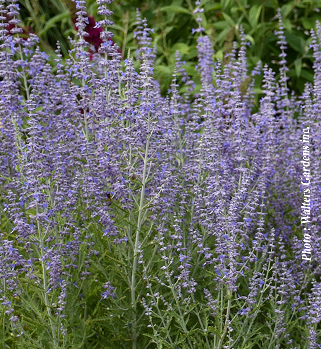Perovskia atriplicifolia 'Blue Jean Baby'