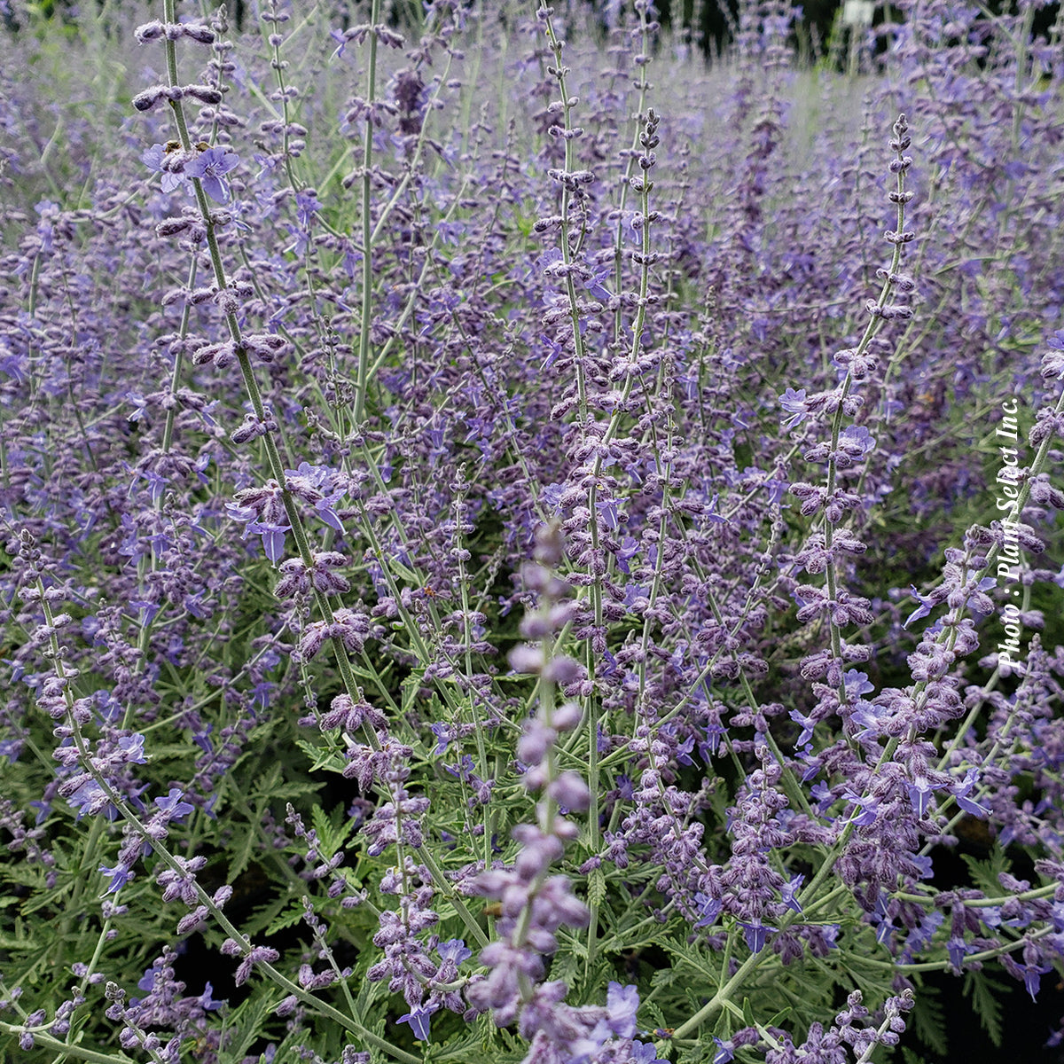 Perovskia atriplicifolia 'Denim'n Lace'