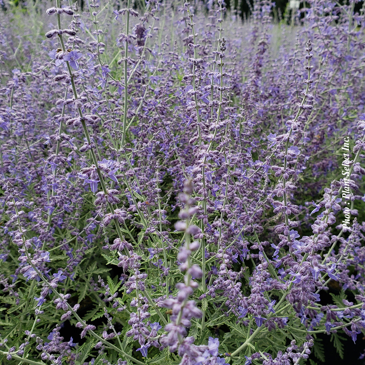 Perovskia atriplicifolia 'Denim'n Lace'