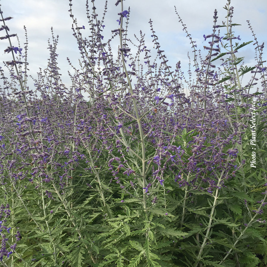 Perovskia atriplicifolia