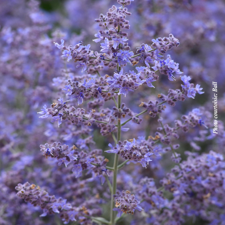 Perovskia atriplicifolia 'Bluesette'