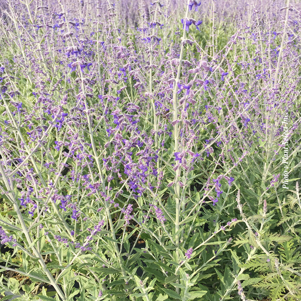 Perovskia atriplicifolia ‘Little Spire’