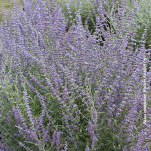 Perovskia atriplicifolia 'Prime Time'
