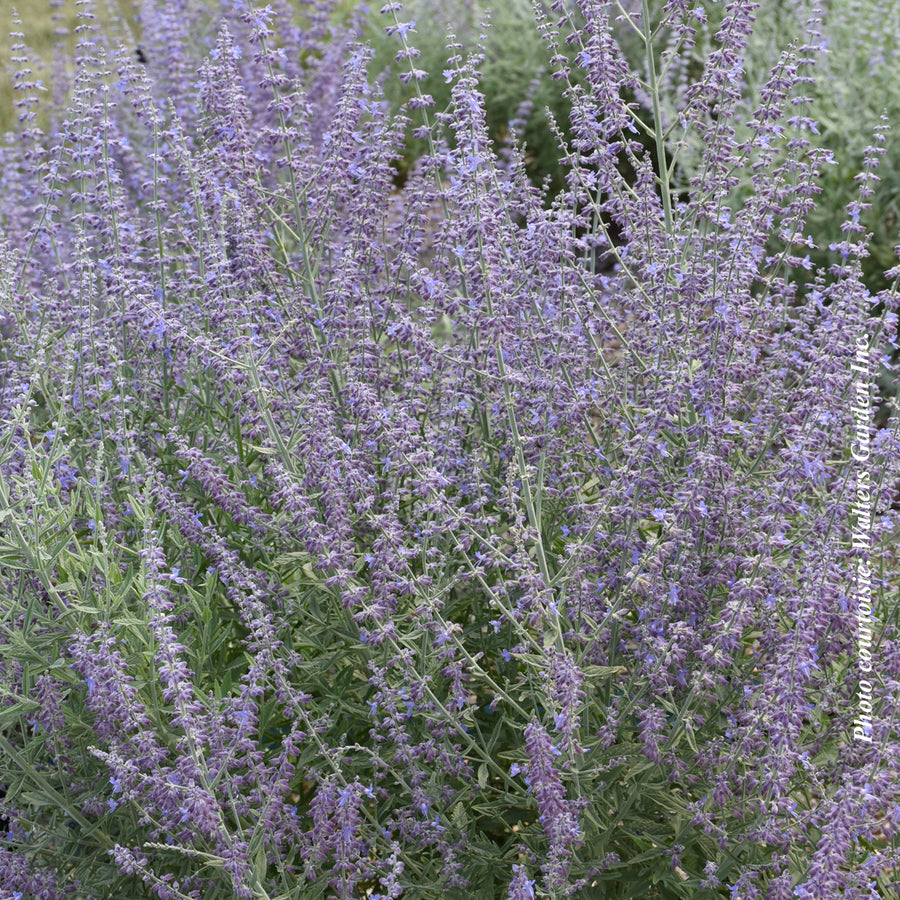 Perovskia atriplicifolia 'Prime Time'