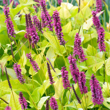 Persicaria amplexicaulis 'Golden Arrow'