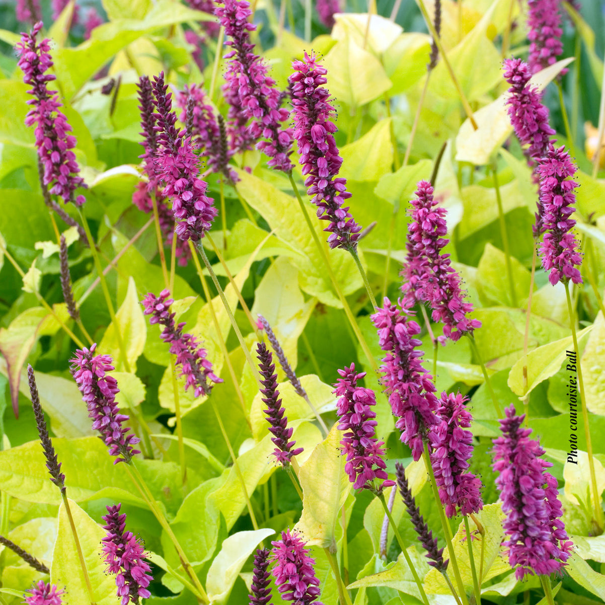 Persicaria amplexicaulis 'Golden Arrow'