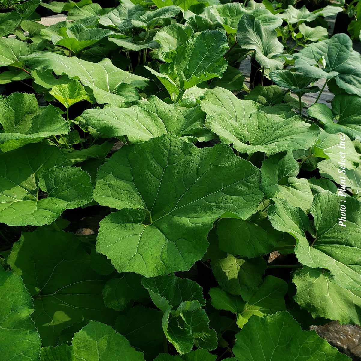 Petasites japonicus var. giganteus