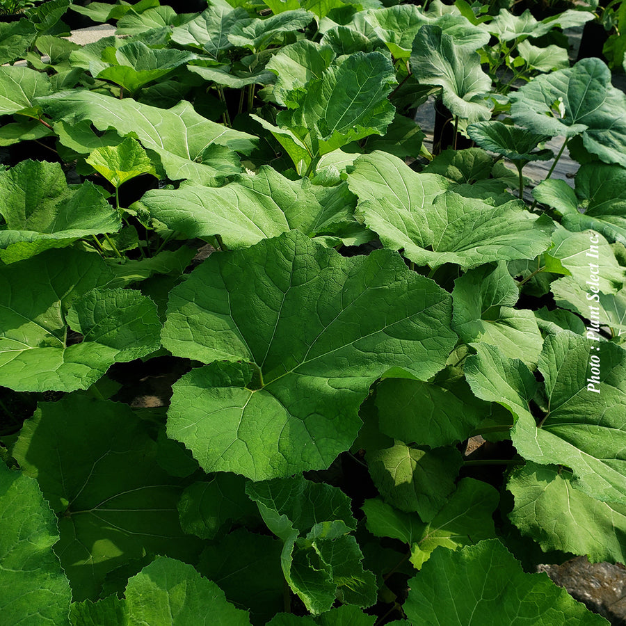 Petasites japonicus var. giganteus