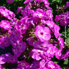 Phlox 'Garden Girls Cover Girl'