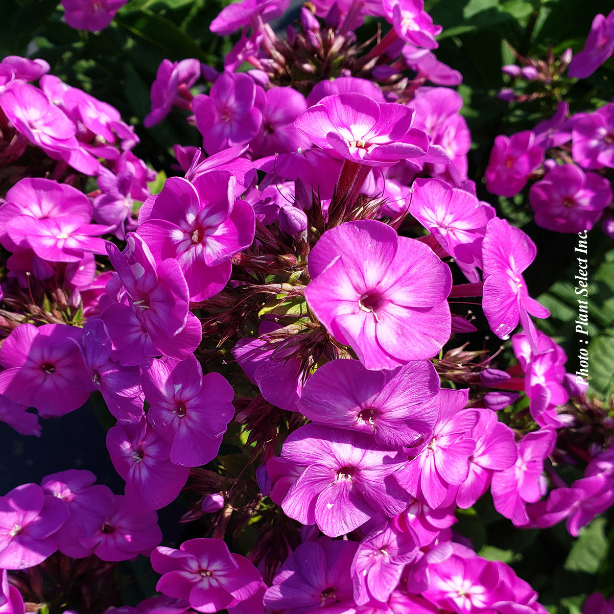 Phlox 'Garden Girls Cover Girl'