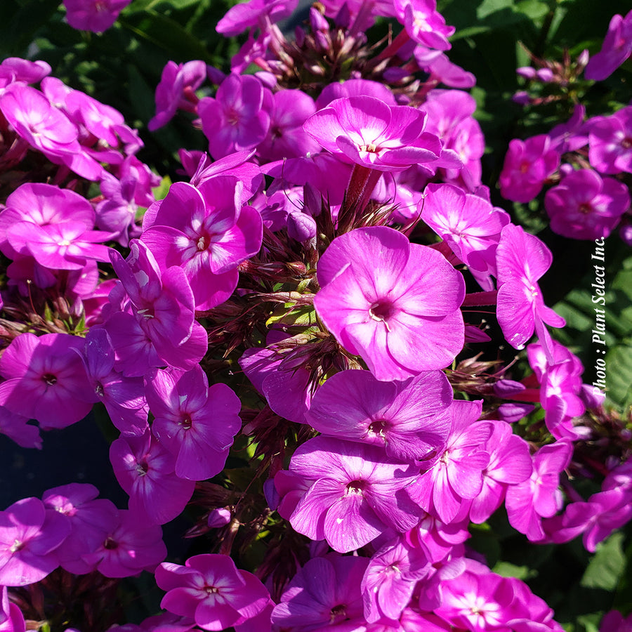 Phlox 'Garden Girls Cover Girl'