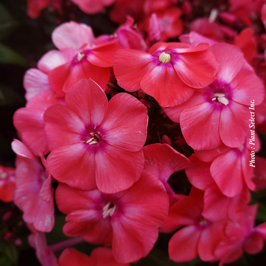 Phlox 'Garden Girls Glamor Girl'