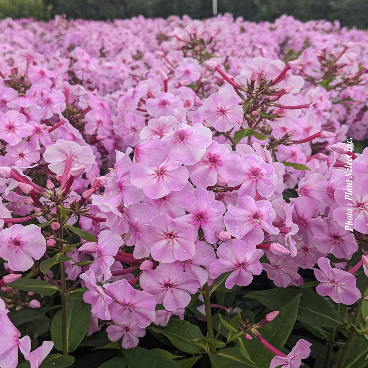 Phlox 'Garden Girls Uptown Girl'