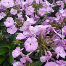 Phlox 'Opening Act Blush'