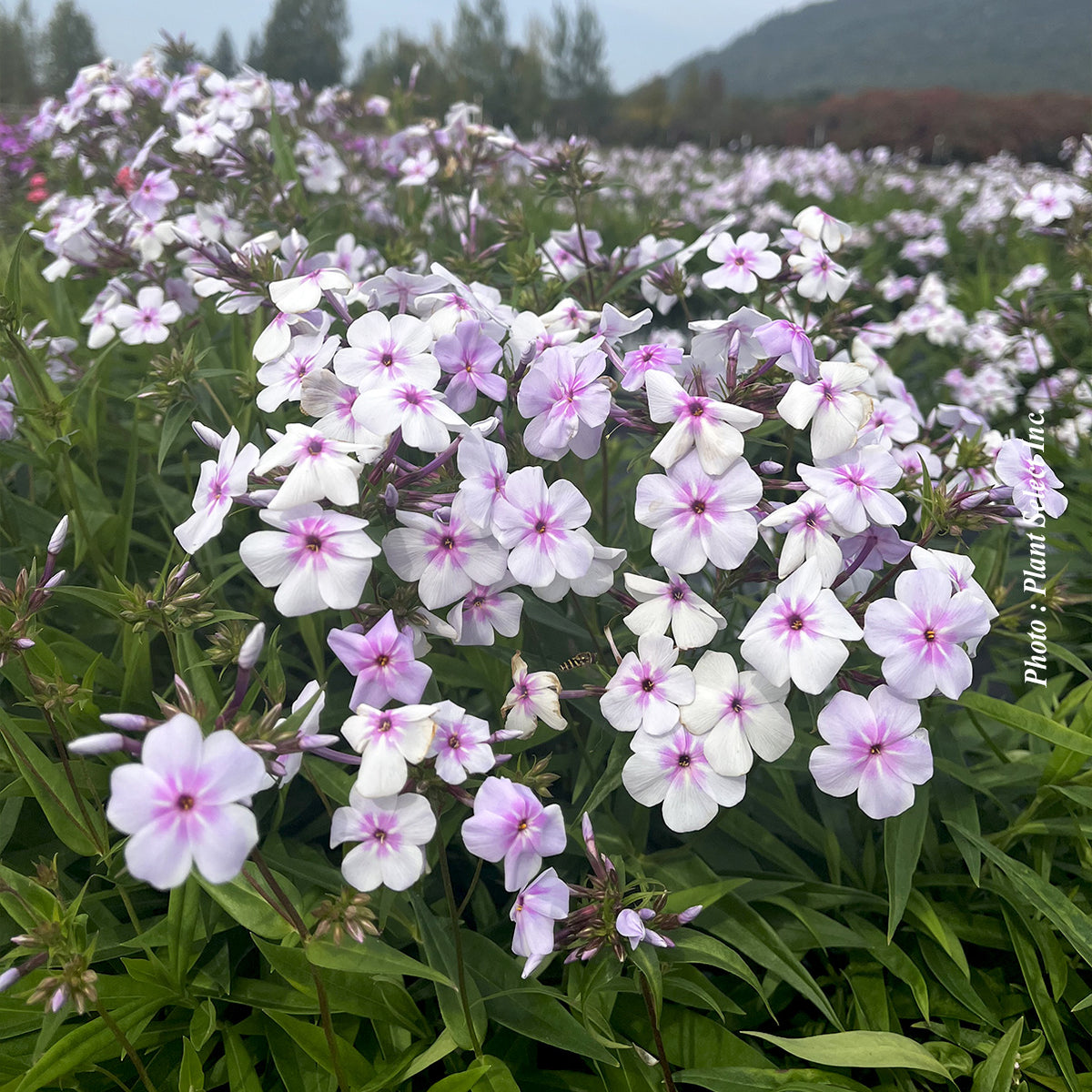 Phlox 'Opening Act Pink a Dot'