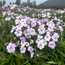 Phlox 'Opening Act Pink a Dot'