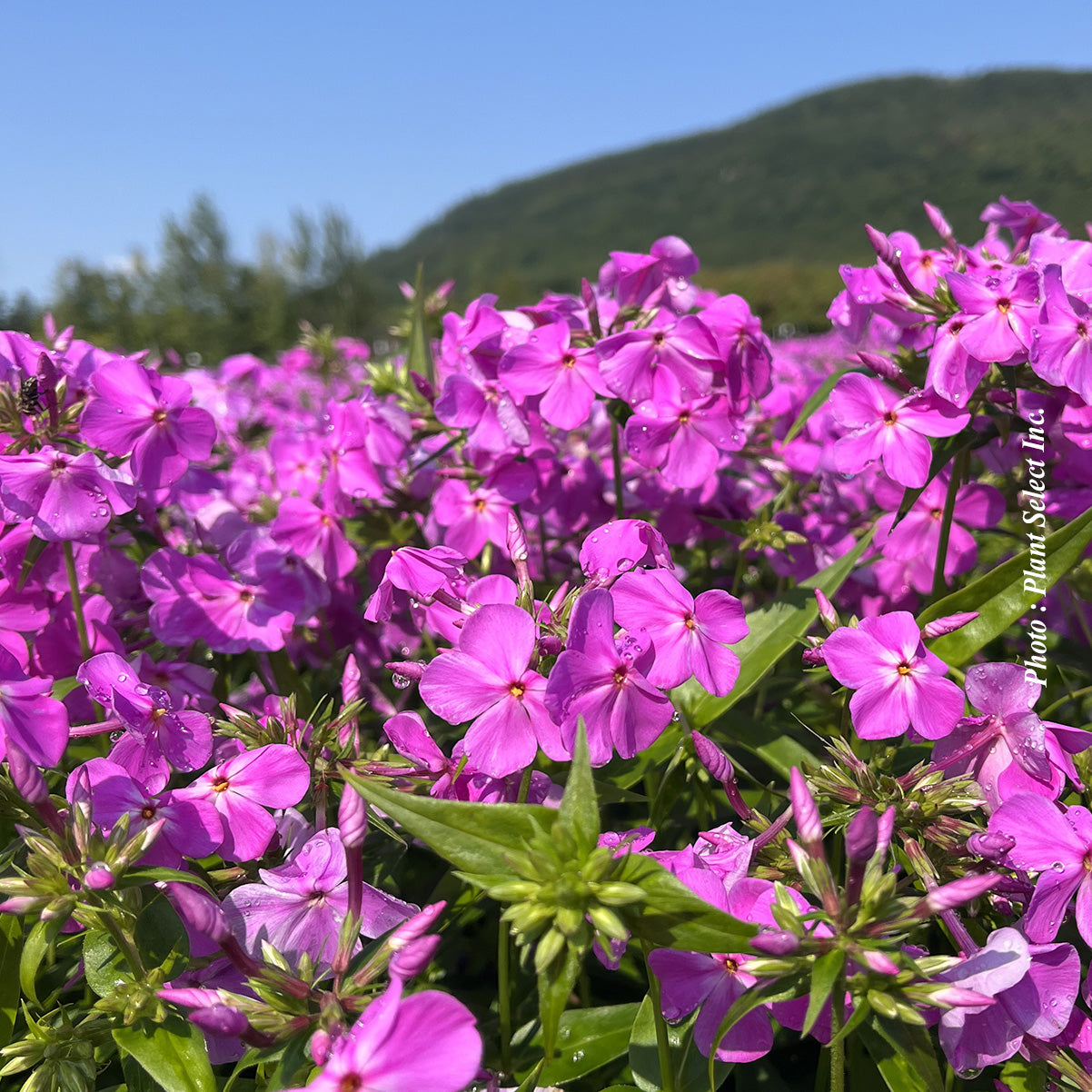 Phlox 'Opening Act Ultrapink'
