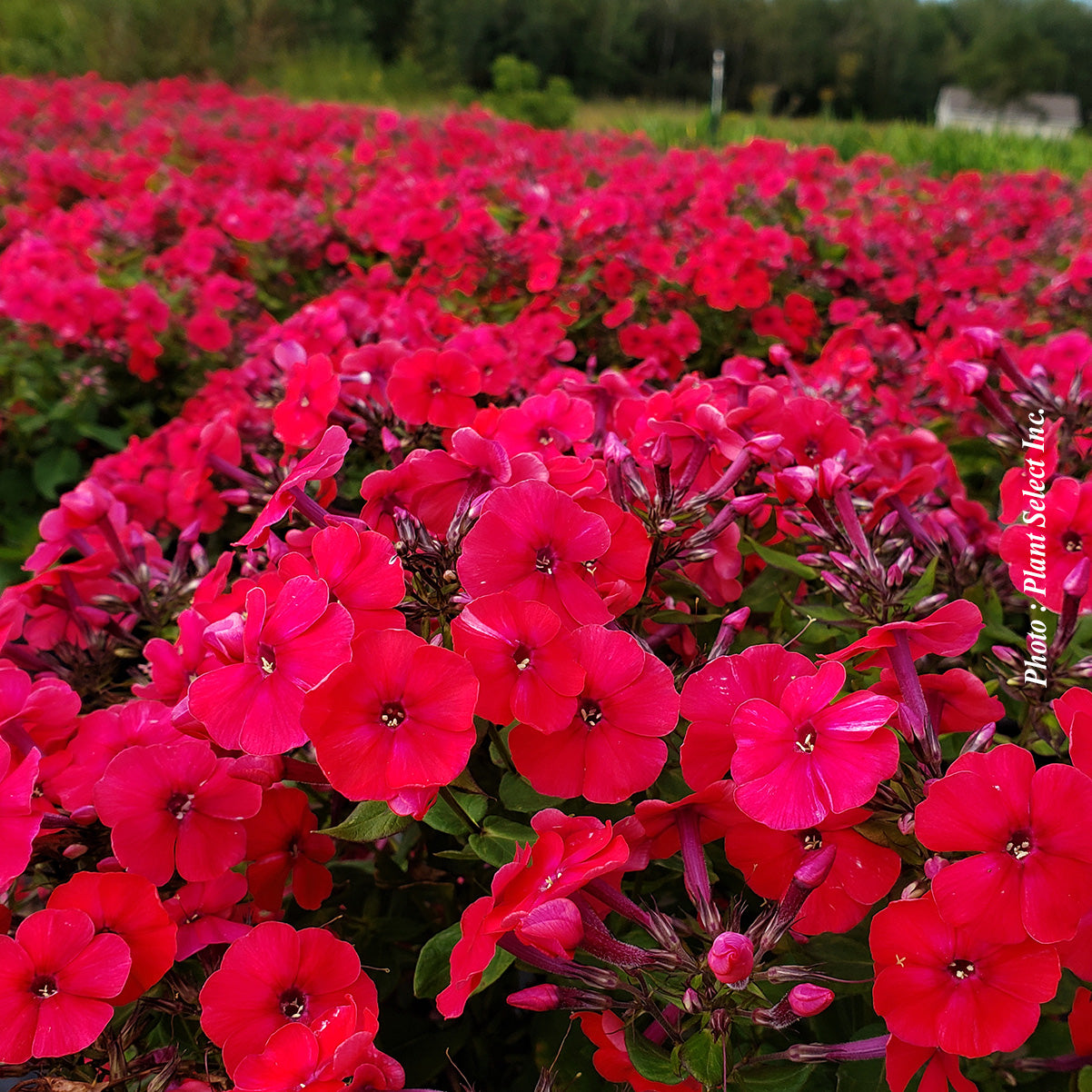 Phlox paniculata 'Red Riding Hood'