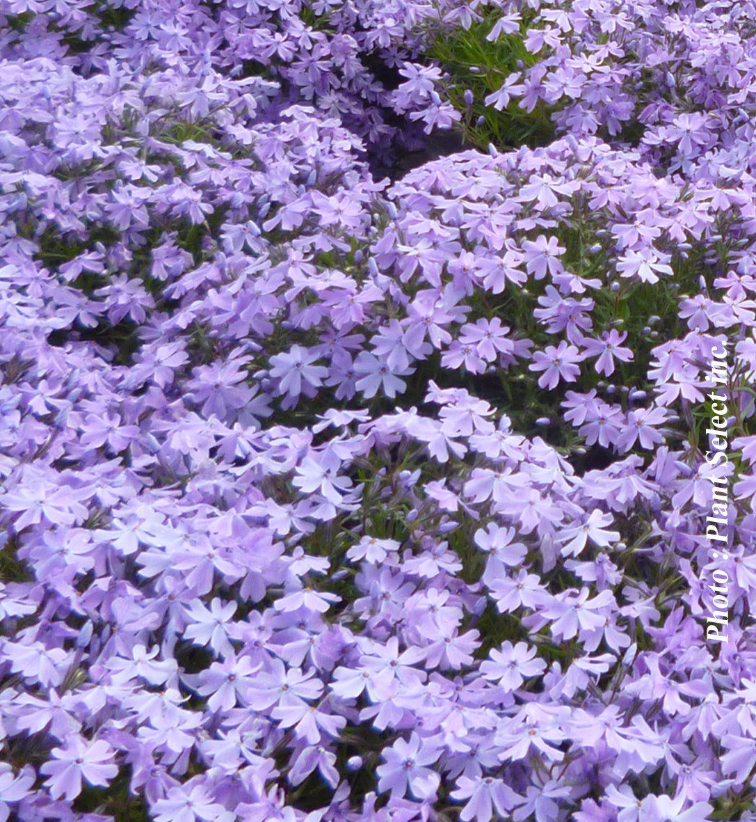 Phlox subulata 'Emerald Blue'