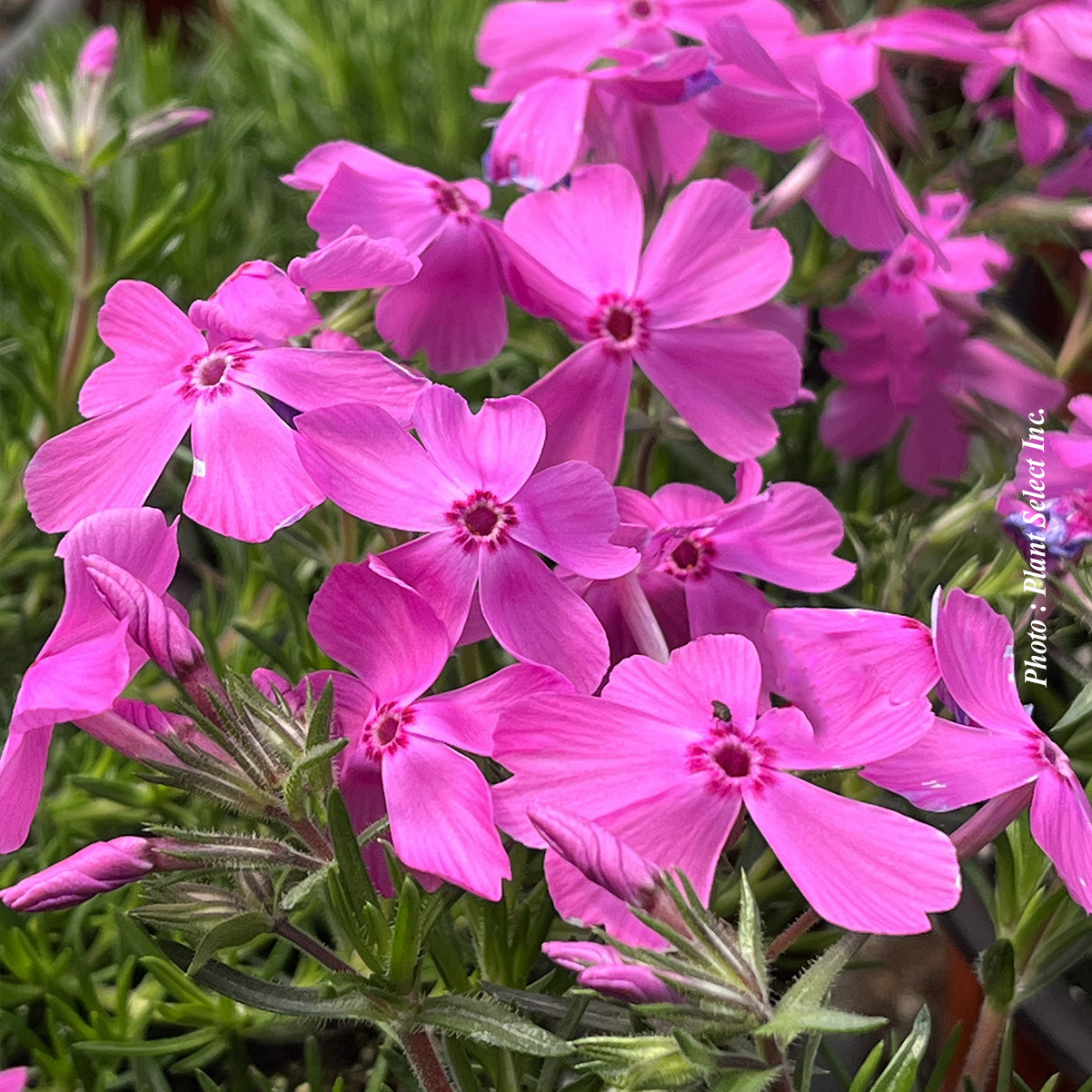 Phlox subulata 'Emerald Pink'