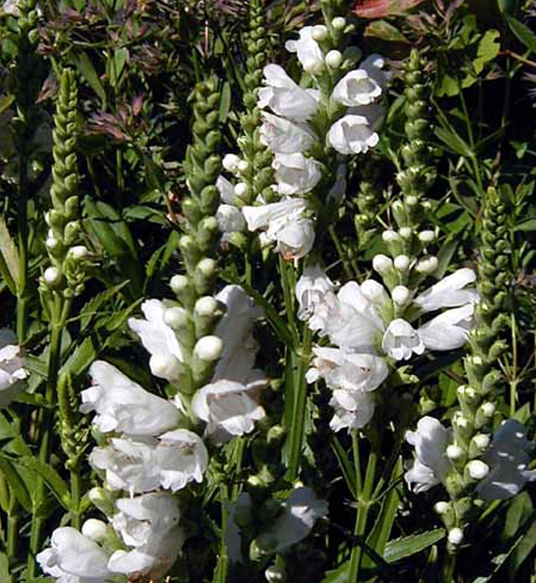 Physostegia virginiana 'Miss Manner's'