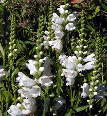 Physostegia virginiana 'Miss Manner's'