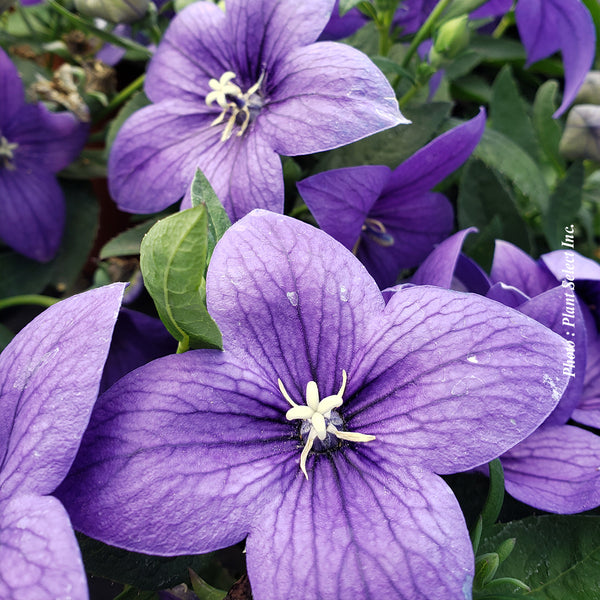 Platycodon grandiflorus ‘Pop Star Blue’