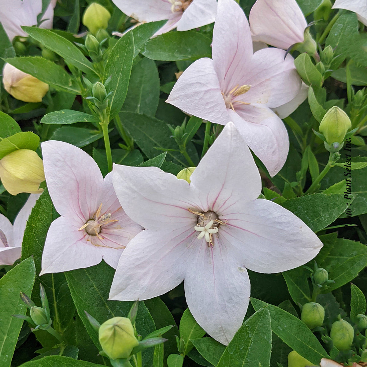 Platycodon grandiflorus 'Pop Star Pink'