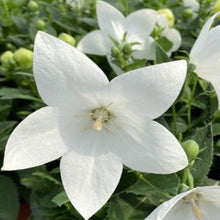 Platycodon grandiflorus 'Pop Star White'