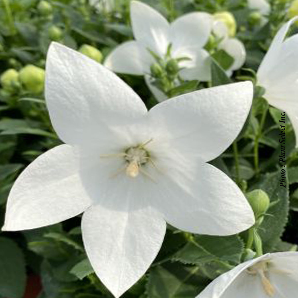 Platycodon grandiflorus 'Pop Star White'