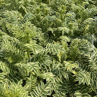 Polémoine ‘Brise d'Anjou’ — Polemonium caeruleum