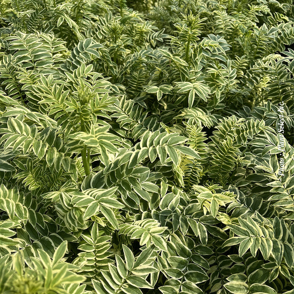 Polemonium caeruleum ‘Brise d’Anjou’
