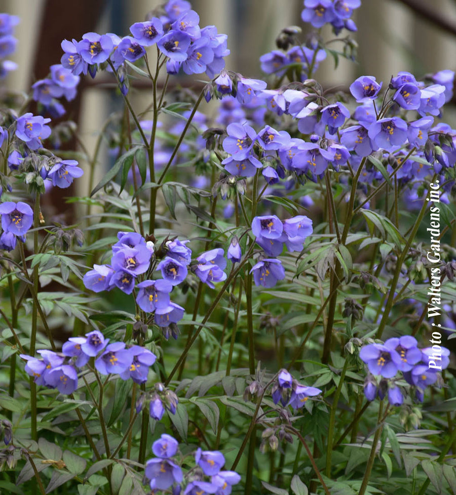 Polemonium 'Heaven Scent'